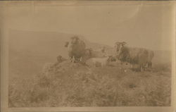 Mountain Goats or Sheep Postcard