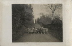 Sheep Blocking the Road Postcard