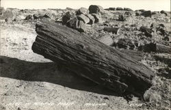 Scene in Petrified Forest Postcard