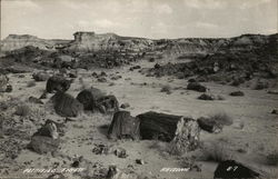 Petrified Forest Postcard