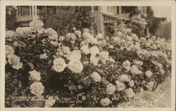 Carolina Testout Roses Growing Along the Curb Portland, OR Postcard Postcard Postcard