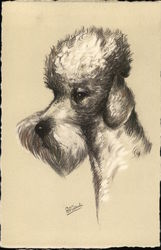 Poodle Postcard