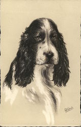 Cocker Spaniel Postcard