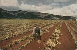 Planting Pineapple Farming Postcard Postcard Postcard