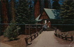 Giant Forest Lodge, Sequoia National Park Postcard