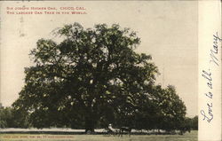 Sir Joseph Hooker Oak, The Largest Oak Tree in the World Chico, CA Postcard Postcard Postcard