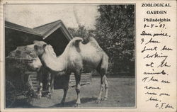 Zoological Garden Postcard