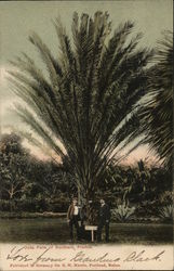 Date Palm of Southern Florida Postcard