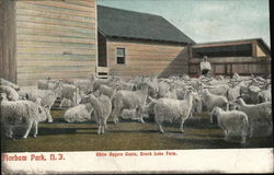 White Angora Goats, Brook Lake Farm Postcard