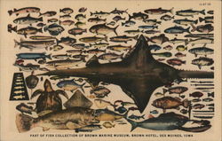 Brown Hotel - Brown Marine Museum, Fish Collection Des Moines, IA Postcard Postcard Postcard