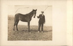 Boy Holding Horse Postcard