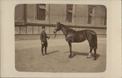 Man Holding Horse - 1912 Horses Postcard Postcard Postcard