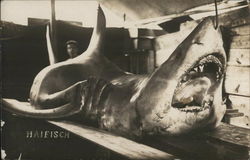 Dead Shark Postcard