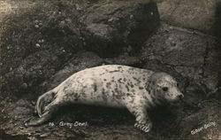 Grey Seal Postcard Postcard Postcard