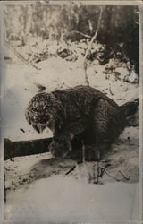 Lynx in Snow Postcard