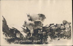 Mountain Goat Postcard Postcard Postcard