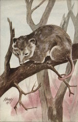 Virginia Opossum on Tree Branch Postcard