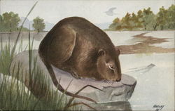 Muskrat Sitting by Lake Postcard