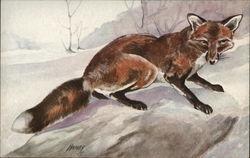 Illustration of Red Fox Postcard Postcard