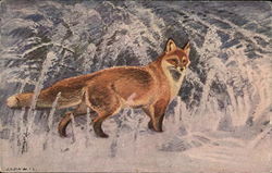 Fox Postcard Postcard