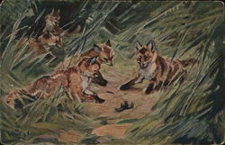 Foxes Staring at Crawling Snail Postcard