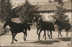 Horses Trotting on Path Postcard