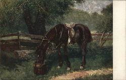 Saddled Horse Drinking from Bucket Postcard