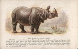 Indian Rhinoceros Postcard