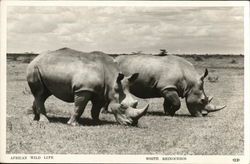 African Wild Life - White Rhinoceros Postcard Postcard