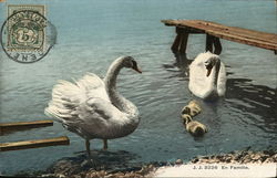 Swans with Goslings Postcard