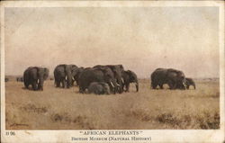 African Elephants Postcard Postcard