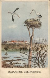 Pelicans Postcard