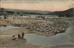 Sheep Ranch on Snake River Lewiston, ID Postcard Postcard Postcard