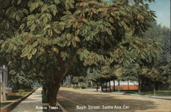 Acacia Trees, Bush Street Postcard