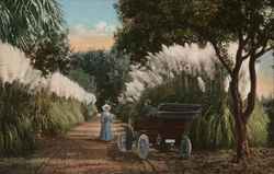 Girl Meeting Man in Automobile - Pampas Grass California Cars Postcard Postcard Postcard