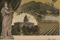 State Capitol and Orange Groves Sacramento, CA Postcard Postcard Postcard