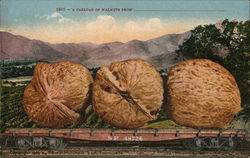 A Carload of Walnuts from California Postcard