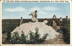 In San Diego's Back Country: The World's Best Cotton California 1915 Panama-California Exposition Postcard Postcard Postcard