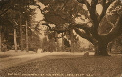 The Oaks, University of California Postcard