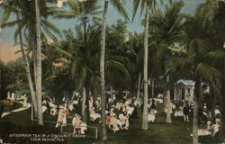 Afternoon Tea in a Cocoanut Grove Palm Beach, FL Postcard Postcard Postcard