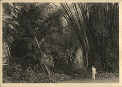 Woman entering jungle Postcard