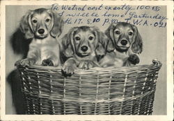 Three Puppies in a Basket Dogs Postcard Postcard Postcard