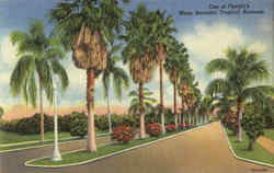 One Of Florida's Many Beautiful Tropical Avenues Postcard