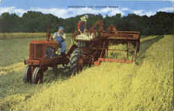 Harvesting The Golden Wheat Farming Postcard Postcard