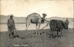 Blanteur en Egypte Africa Postcard Postcard