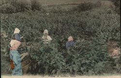 Picking of mulberry leaves Japan Postcard Postcard