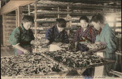 Silkworms Japan Postcard Postcard