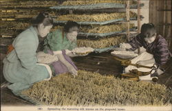 Spreading the maturing silk worms on the prepared layers Postcard