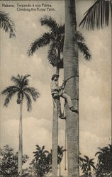 Climbing the Royal Palm Havana, Cuba Postcard Postcard