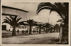 Palm Trees Lining a Downtown Street Postcard